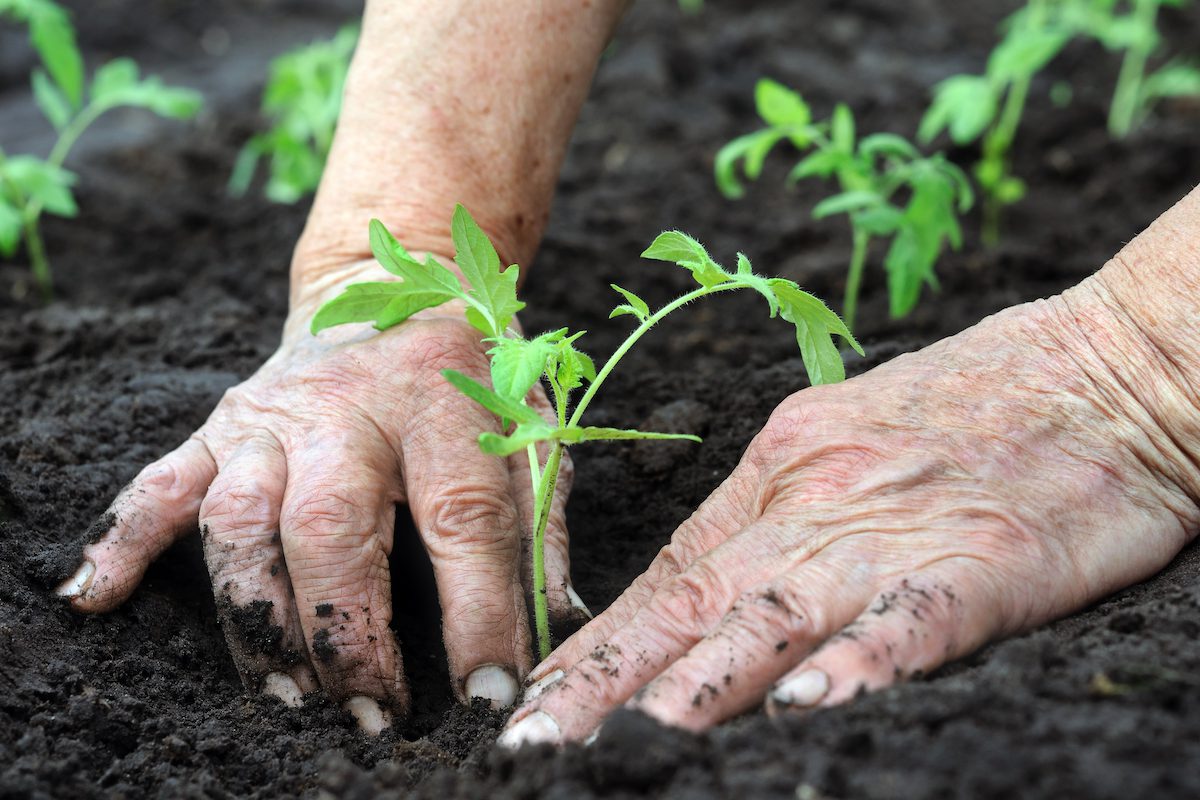 Senior planting seedling_Ways to Celebrate Earth Day
